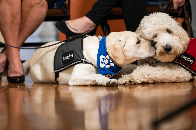 Therapy Dogs Jasper and Foster