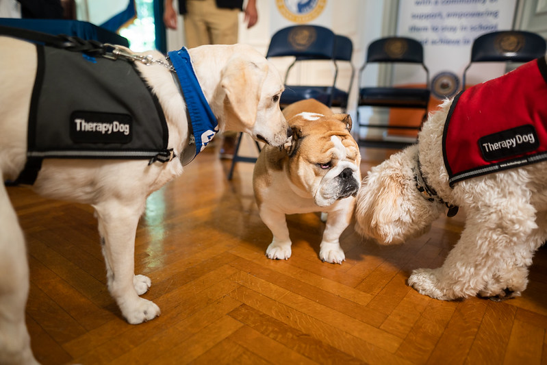 Therapy dogs Jasper and Foster with Babydog