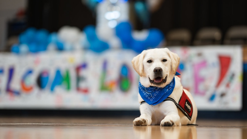 Louie the Therapy Dog