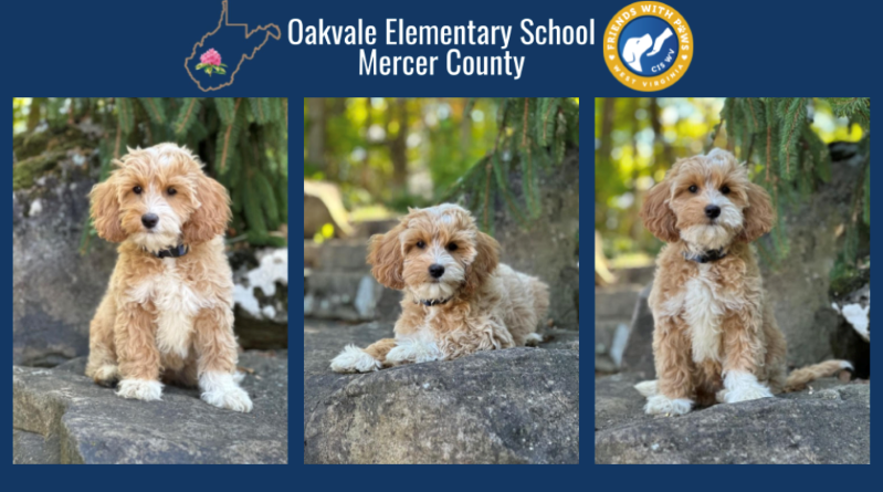 Mercer County Therapy Dog