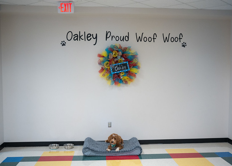 Oakley laying in his bed at the school