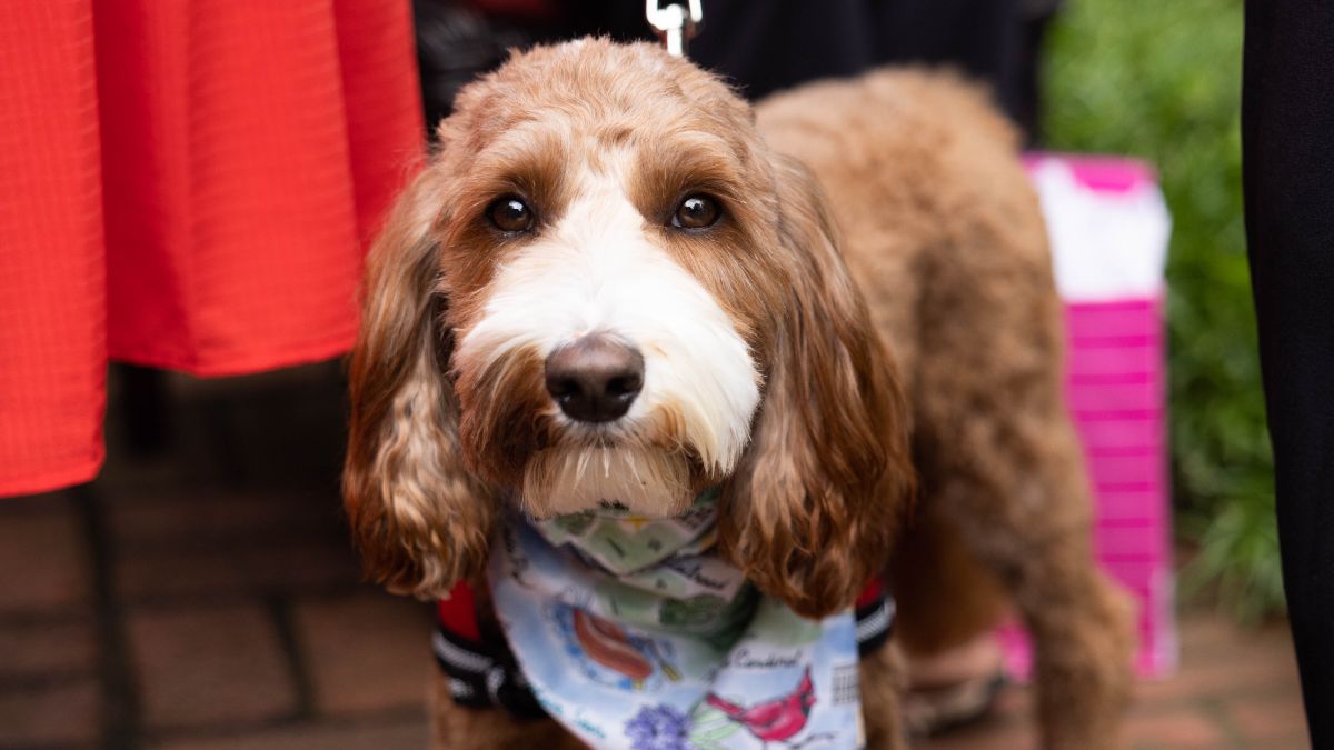 Therapy dog Winnie