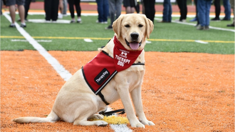 Tora the therapy dog, a Yellow Labrador