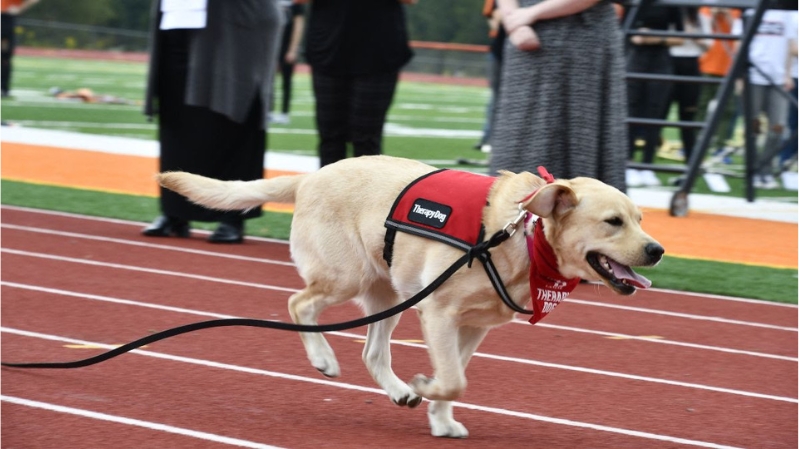 Tora running at Pup Rally